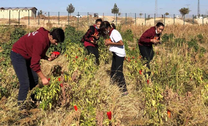 Okulda Hasat Sevinci