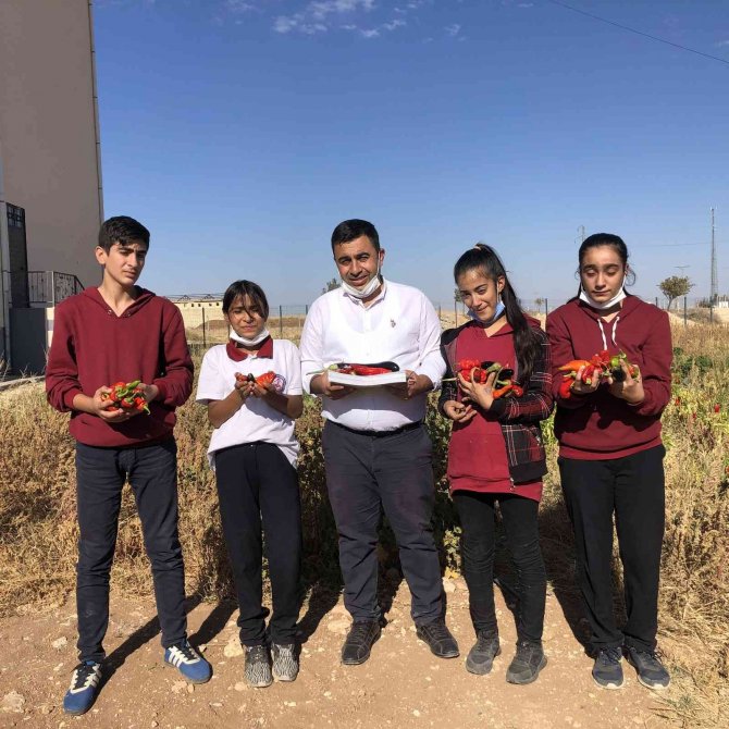 Okulda Hasat Sevinci