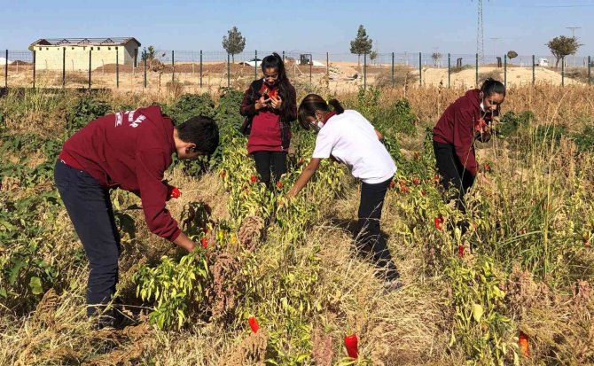 Okulda Hasat Sevinci