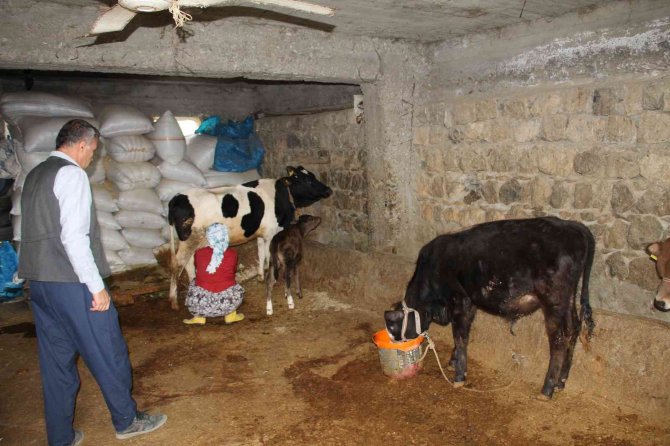 İ̇neklerini Satarak, 12 Yılda 5 Kıtada 37 Ülke Ve 86 Şehir Gezdi