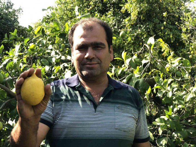Çukurova’da Limon Dalında Kaldı