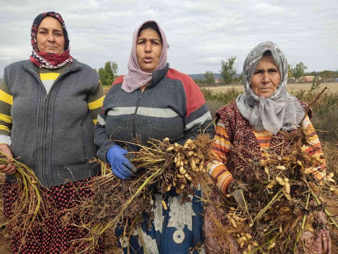 Edirne’de 120 Yıldır Ekilen Fıstığın Hasadına Başlandı