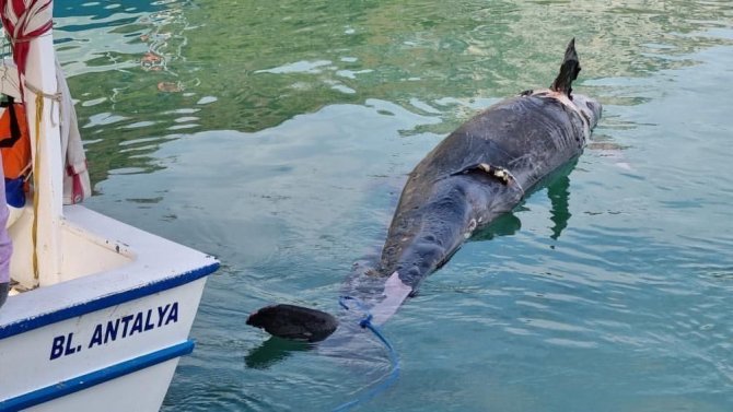 Antalya’da Karaya Vuran Yalancı Katil Balına Atlantik’ten Gelmiş