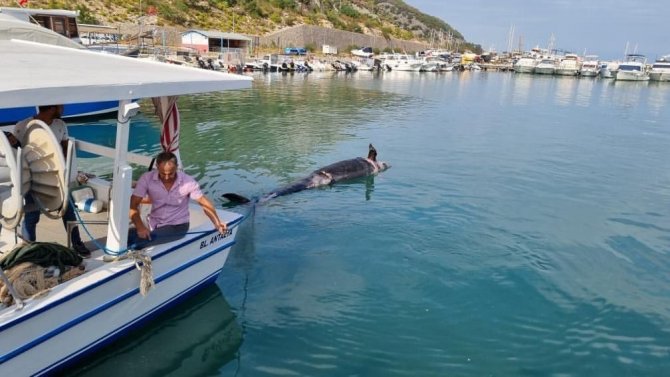 Antalya’da Karaya Vuran Yalancı Katil Balına Atlantik’ten Gelmiş