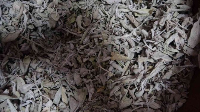 Doç. Dr. Gülin Renda: 