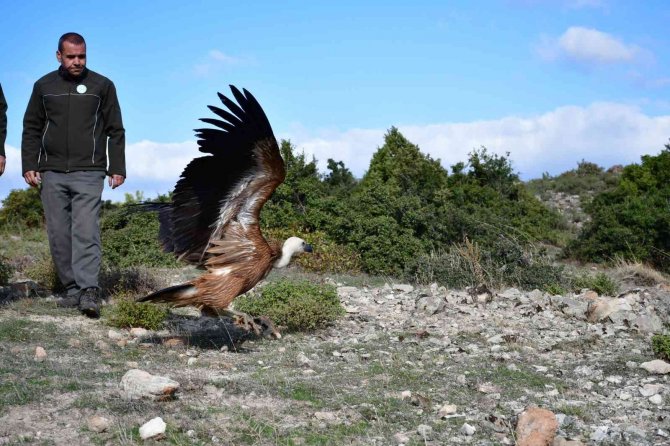 Göç Yolunda Yorulan Kızıl Akbaba Doğaya Salındı