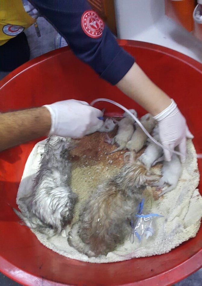 112 Personeli Masaj Ve Oksijen Tedavisiyle 20 Kedinin Hayatını Kurtardı