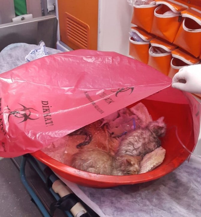 112 Personeli Masaj Ve Oksijen Tedavisiyle 20 Kedinin Hayatını Kurtardı