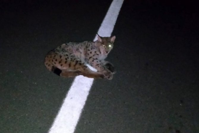 Yaralı Vaşak Tedavisinin Ardından Doğaya Bırakıldı