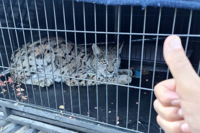 Yaralı Vaşak Tedavisinin Ardından Doğaya Bırakıldı