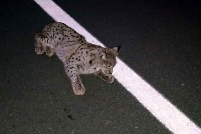 Yaralı Vaşak Tedavisinin Ardından Doğaya Bırakıldı