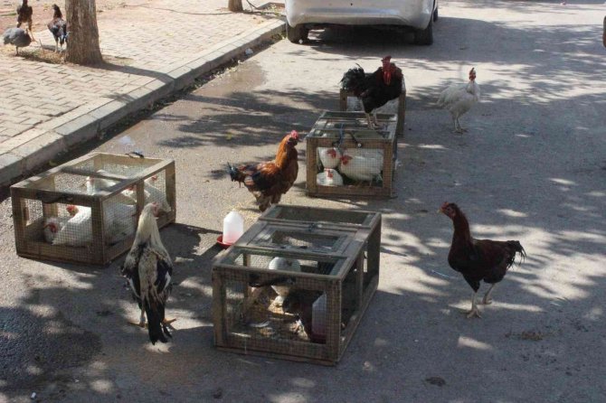 Pandemide Tavuk Yetiştiriciliği Arttı