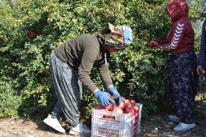 129 Kilometre Uzaktan Aksu’ya Nar Hasadına Geliyorlar