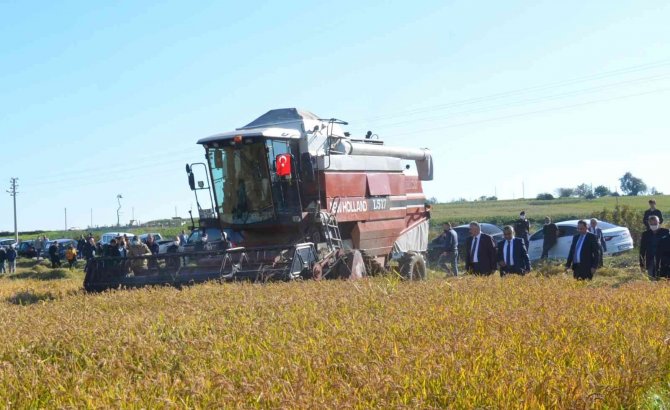 Bafra Ovası’nda “Damla Sulama Sistemi İle Çeltik Yetiştiriciliğine Çeşit Performansları Hasat Günü”