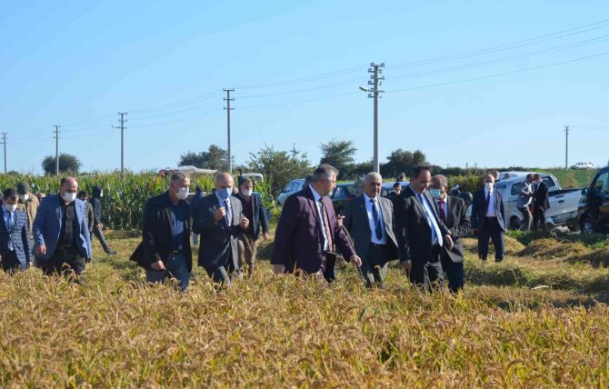 Bafra Ovası’nda “Damla Sulama Sistemi İle Çeltik Yetiştiriciliğine Çeşit Performansları Hasat Günü”