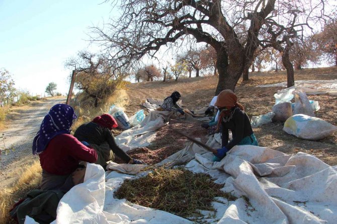 Kuraklık Üreticiyi Vurdu, 1 Tondan 200 Kilogram Verim Alındı