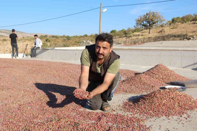Kuraklık Üreticiyi Vurdu, 1 Tondan 200 Kilogram Verim Alındı