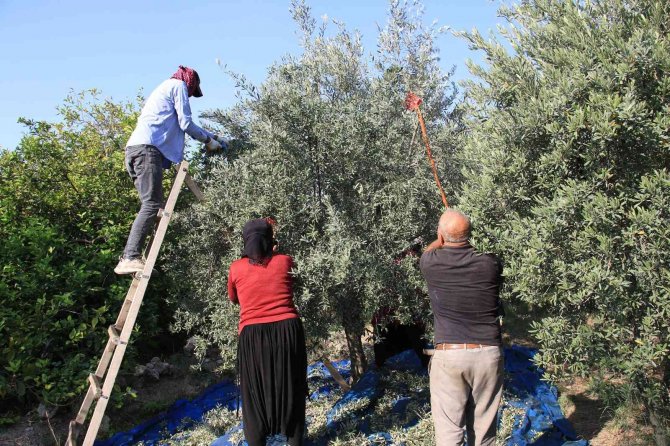 Zeytinyağının Zahmetli Ve Tatlı Biten Yolculuğu