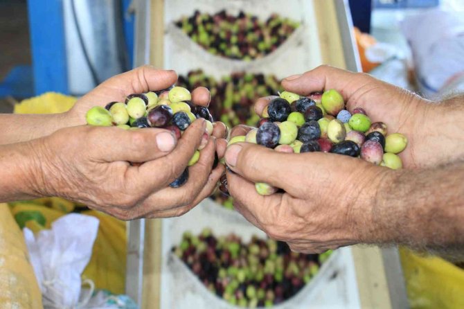 Zeytinyağının Zahmetli Ve Tatlı Biten Yolculuğu