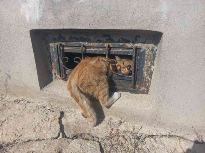 Pencerenin Demir Korkuluklarına Sıkışan Kedi Kurtarıldı