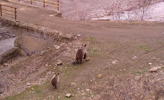 Bingöl’de Yaban Hayatı Fotokapanlara Yansıdı