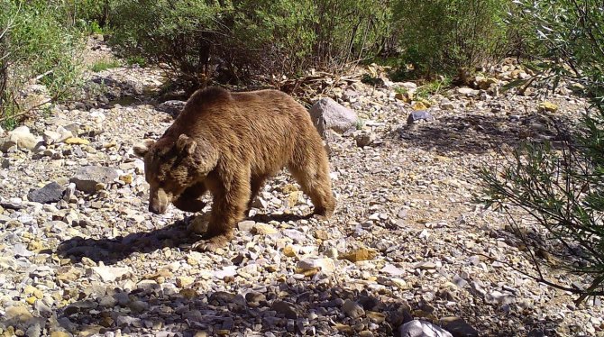 Bingöl’de Yaban Hayatı Fotokapanlara Yansıdı