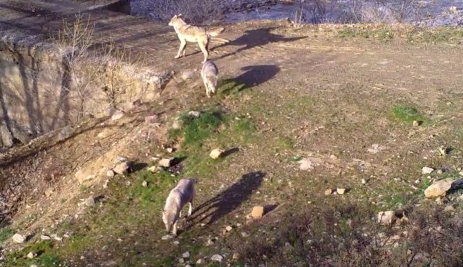 Bingöl’de Yaban Hayatı Fotokapanlara Yansıdı