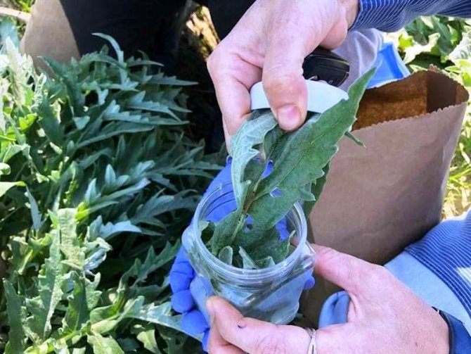 Enginar Zararlarıyla Mücadele Devam Ediyor