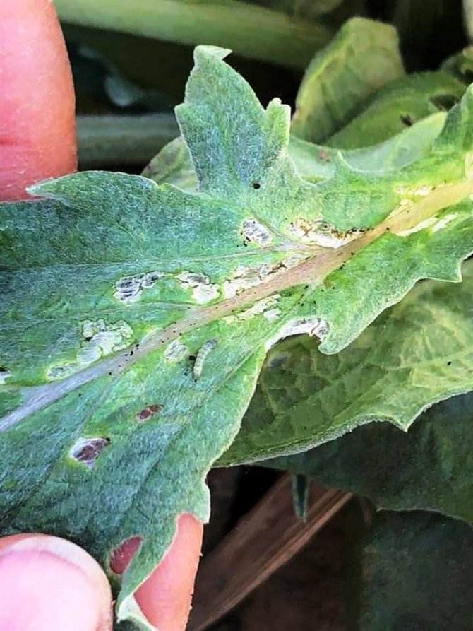 Enginar Zararlarıyla Mücadele Devam Ediyor