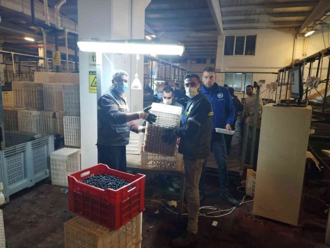 Erdek’te Zeytin Alımları Başladı