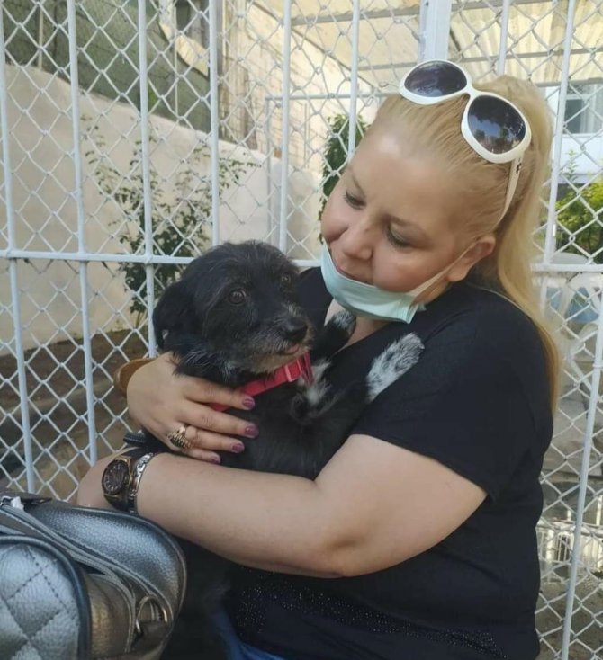 Mahmudiye’de Köpek Zehirlenmelerine Tepki