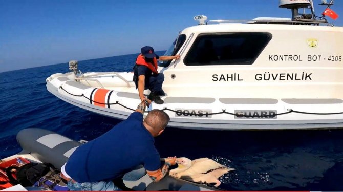 Hatay’da Denizde Bulunan Yaralı Pelikan Tedavi Altına Alındı