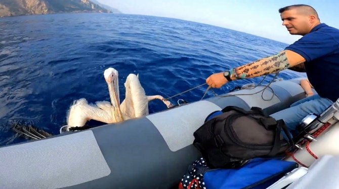 Hatay’da Denizde Bulunan Yaralı Pelikan Tedavi Altına Alındı