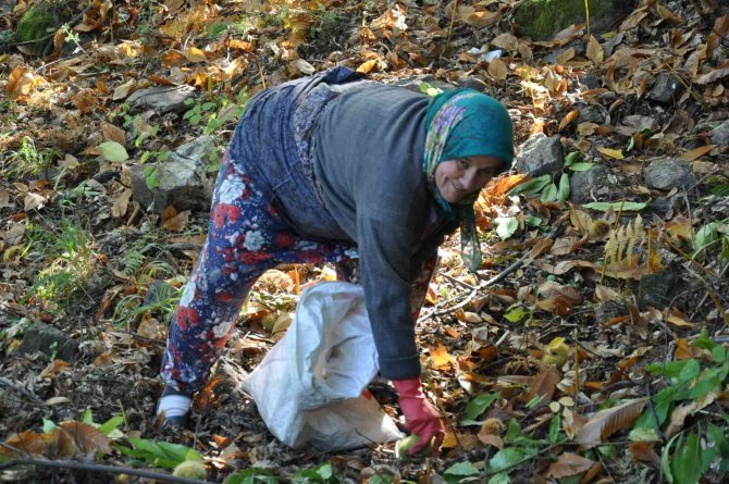 Bin 300 Rakımda Kestane Hasadı