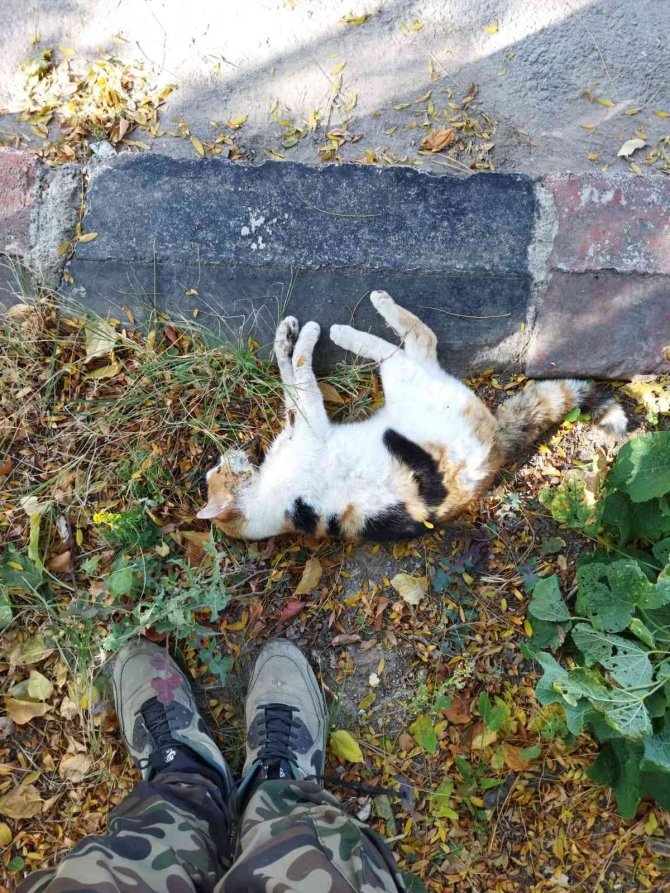 Mahmudiye’de Köpek Zehirlenmelerine Tepki