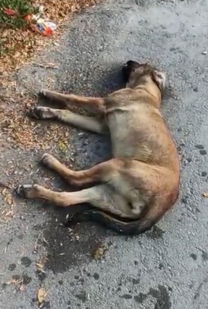 Mahmudiye’de Köpek Zehirlenmelerine Tepki