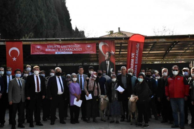 Yangınlarda Zarar Gören Çiftçilere Koyun Desteği