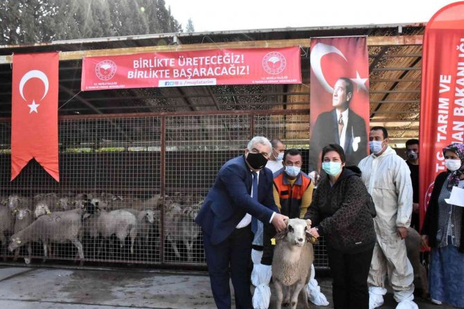 Yangınlarda Zarar Gören Çiftçilere Koyun Desteği