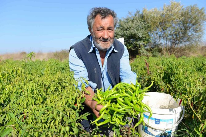 Ürünlü Kıl Sivri Biberi Coğrafi İşareti Hak Ediyor