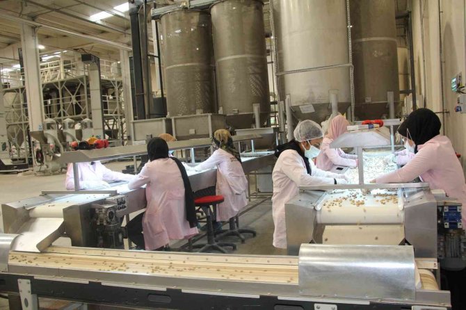 Siirt Fıstığı Dünya Pazarında Yerini Aldı