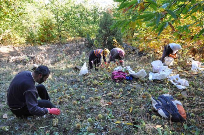 Bin 300 Rakımda Kestane Hasadı