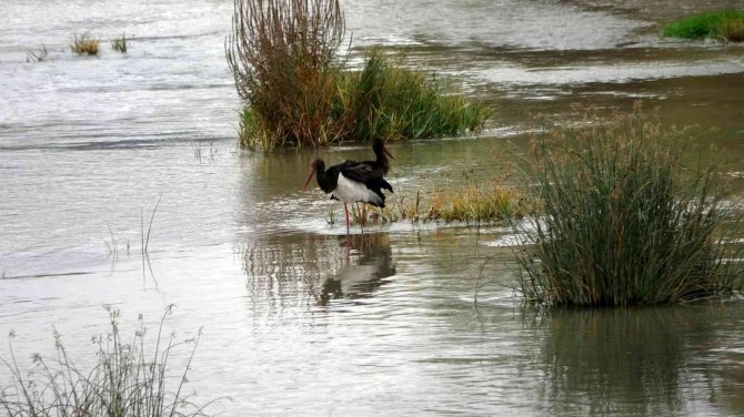 Göç Yolunda Olması Gerekiyordu Kızılırmak’ta Görüldü