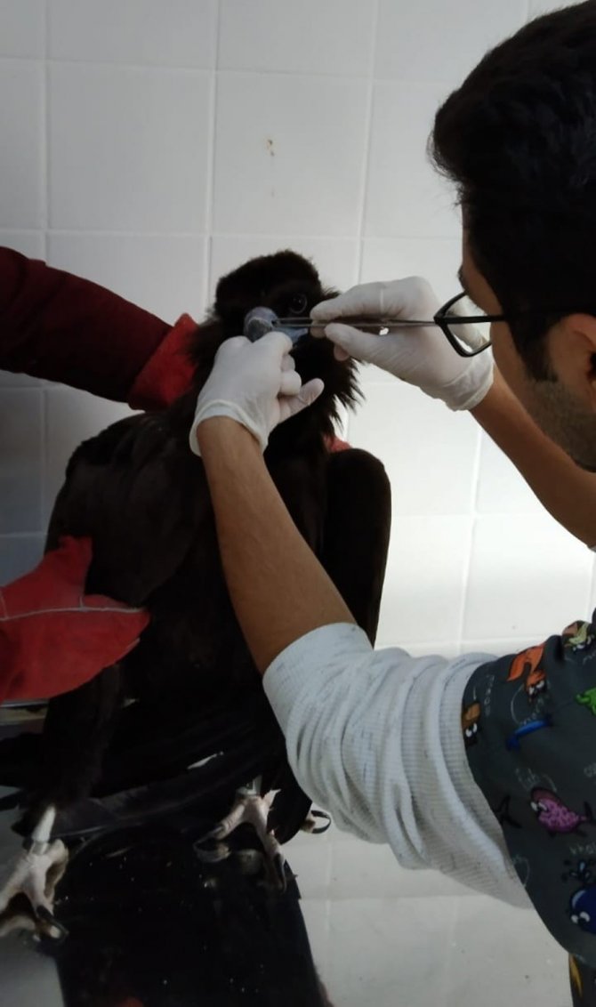 Nesli Tehlikede Olan Kara Akbaba Düzce’de Mola Verdi
