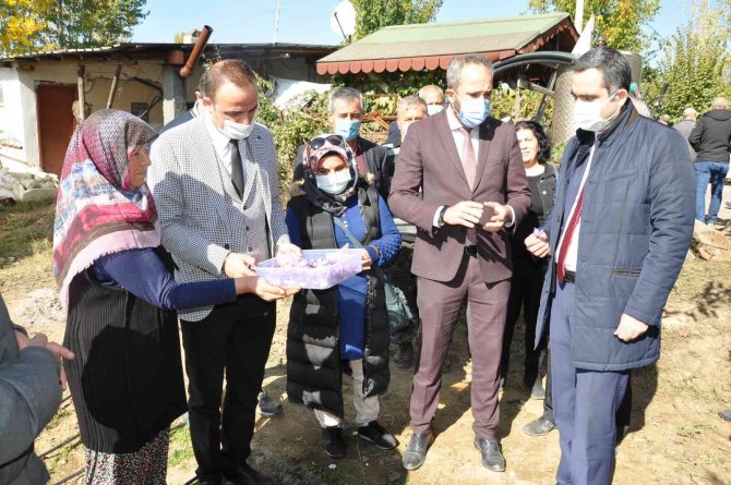 Safran Üretiminde Olumlu Sonuç