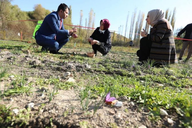 Seyitgazi Kaymakamı Baytak Ve Dr. Ayyıldız Safran Hasadına Katıldı