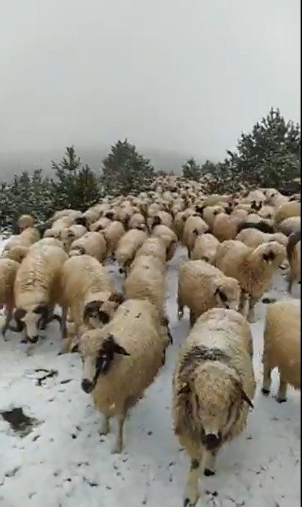 Tokat’ta Yaylalar Beyaz Örtü İle Kaplandı