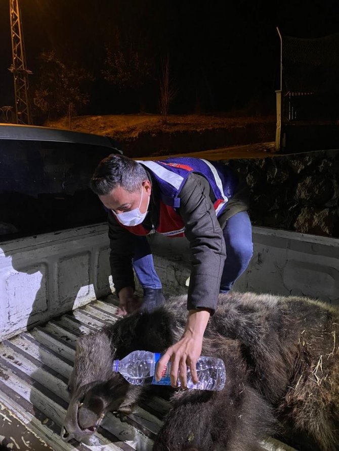 Yaralı Yavru Ayıya Jandarmadan Şefkat Eli