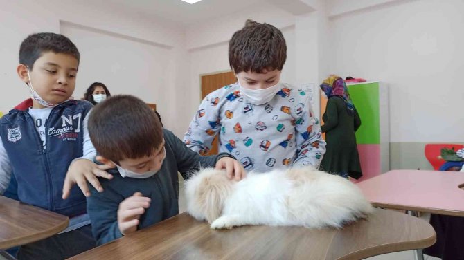 Tavşan Ve Ördek Derse Gird