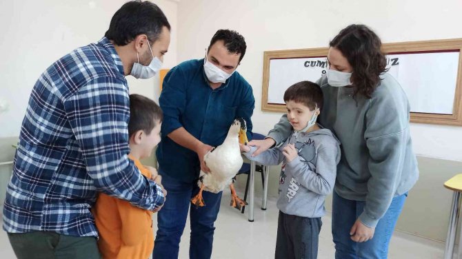 Tavşan Ve Ördek Derse Gird