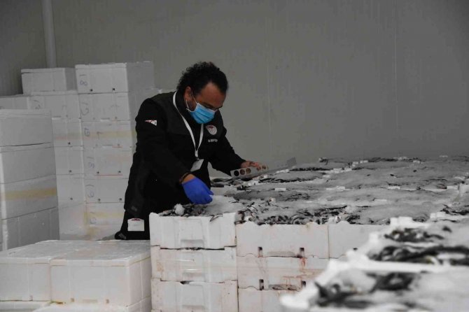Kayseri’de Yasal Boy Limitinin Altında Bin 400 Kilo İstavrite El Konuldu